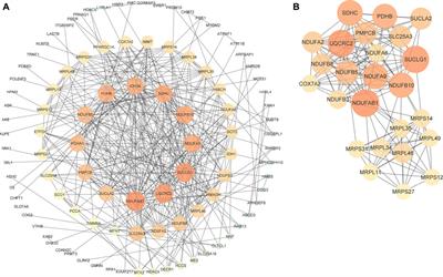 The regulatory network of potential transcription factors and MiRNAs of mitochondria-related genes for sarcopenia